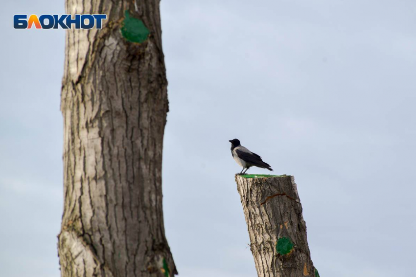 Вырубку деревьев устроят в Волгограде на миллион рублей