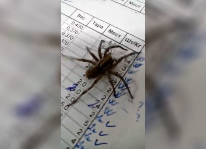 Атакующего волгоградцев на работе огромного паука сняли на видео
