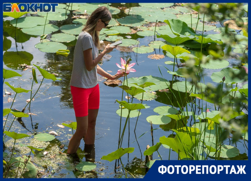 Свезенные автобусами туристы лезут прямо в воду: что творится на уникальном озере лотосов под Волгоградом