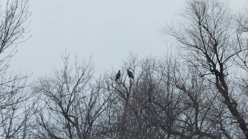 Редкий хищник начал выращивать потомство в Волгоградской области