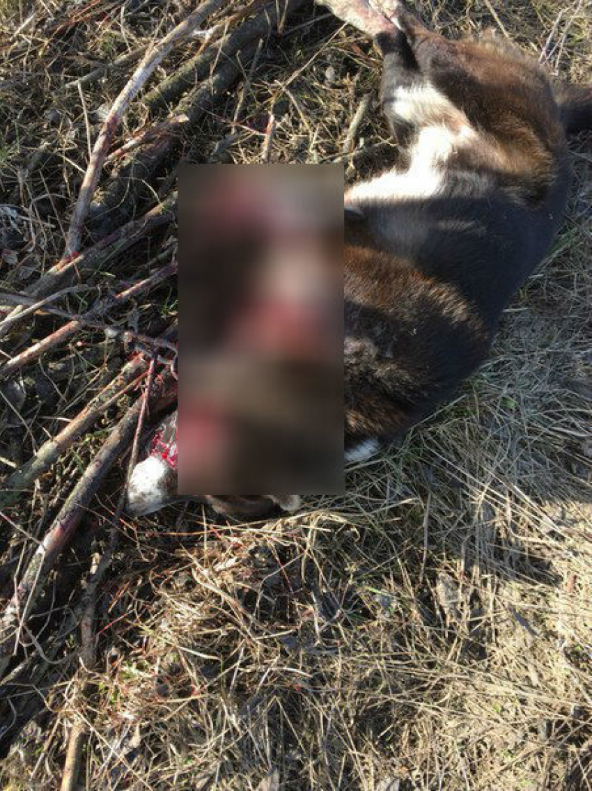 В Волгограде волонтеры требуют наказать жителей Кирова, которые в течение часа жестоко убивали собаку