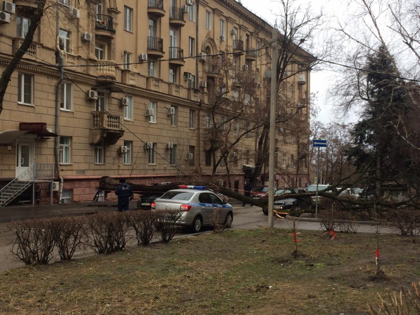 Дерево рухнуло сразу на два автомобиля в центре Волгограда