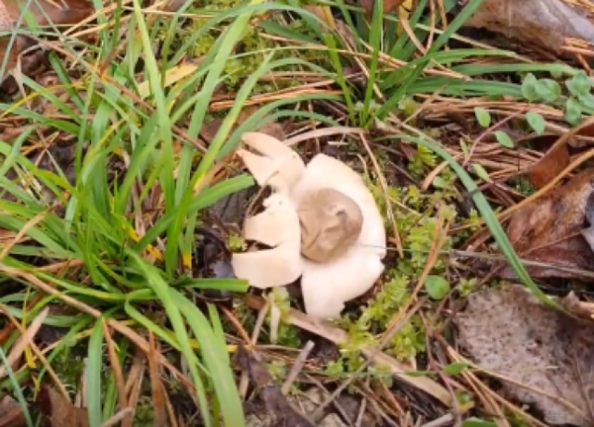 Редкий гриб запретили трогать в Волгограде