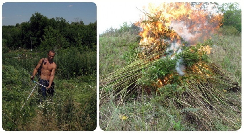 Наркополиция Волгоградской области уничтожила порядка 1700 кустов конопли