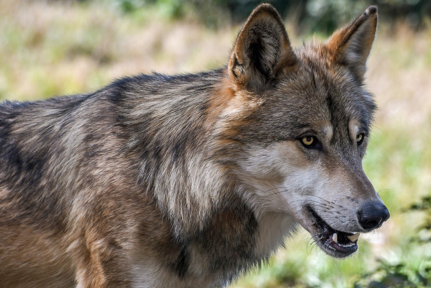 В Волгоградской области введен карантин из-за волка с бешенством
