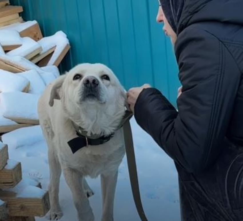 Предновогоднее чудо: осиротевшему волгоградскому псу Кокосу нашли дом 
