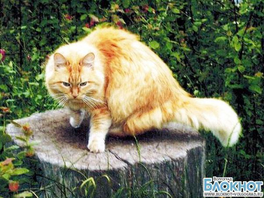 В конкурсе «Самый красивый кот Волгограда» участвует Васька