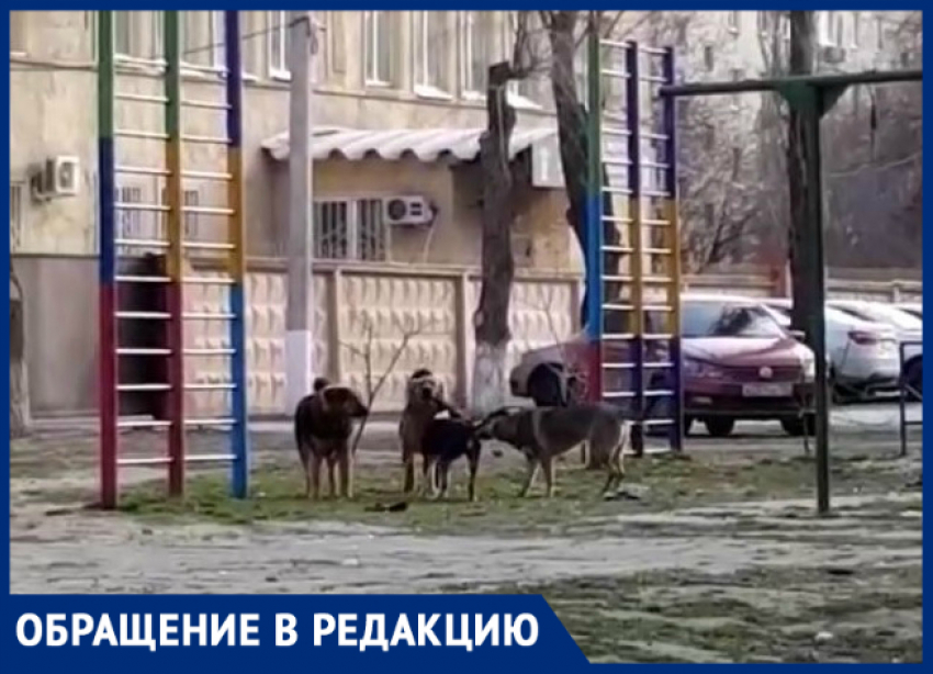 «Крик нашего двора»: на видео попала стая дворовых собак, разгуливающих на детской площадке в Волгограде