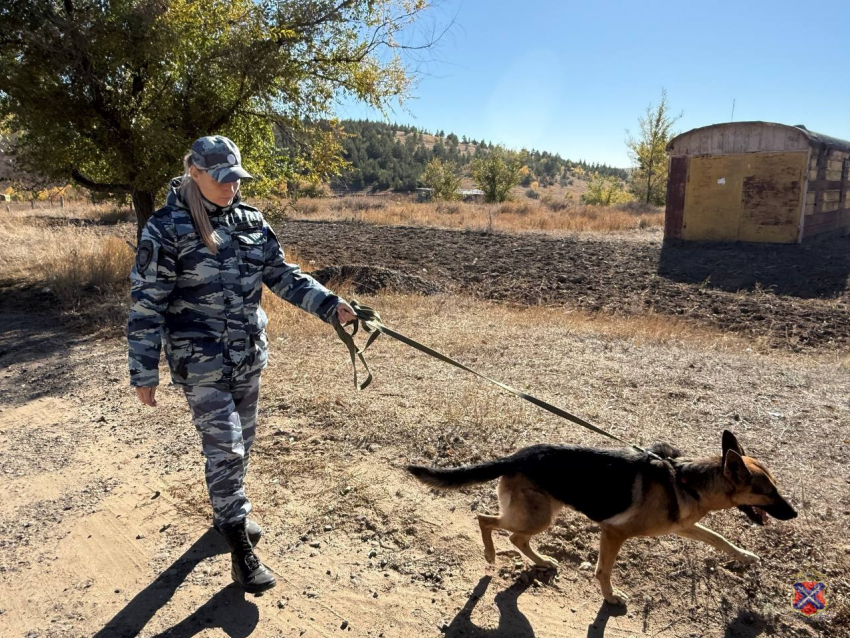 Мужчину со шрамом ищут с дронами и собаками под Волгоградом 