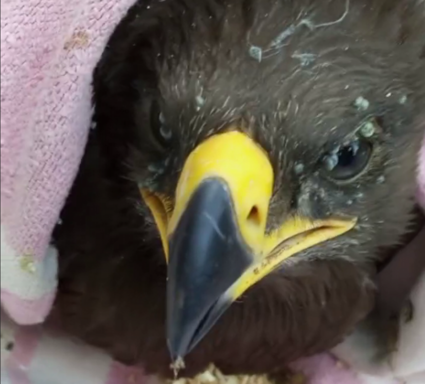 Более 200 клещей сняли с раненого орла в Волгограде