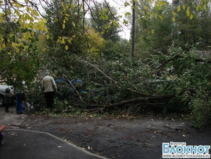 Два дерева упали на машины во дворе жилого дома в Волгограде