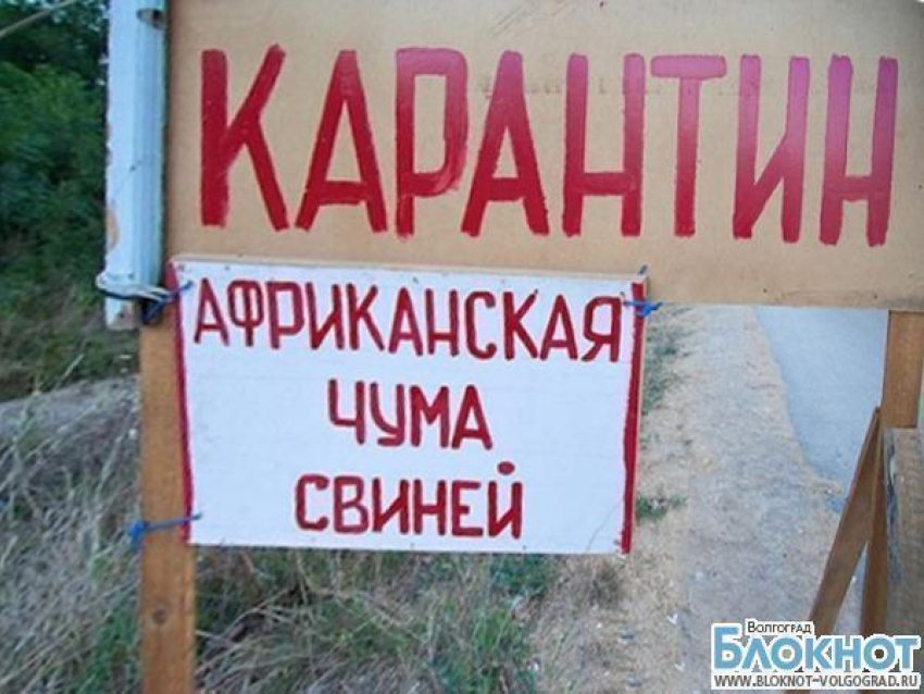 Африканская чума свиней вернулась в Волгоградскую область