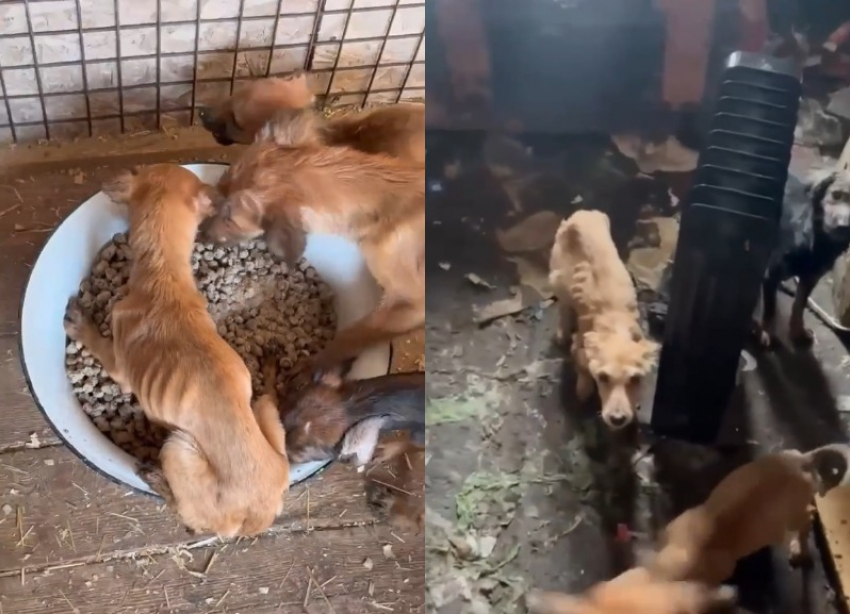 Полсотни собак и трупы нашли в доме умершей волгоградки  