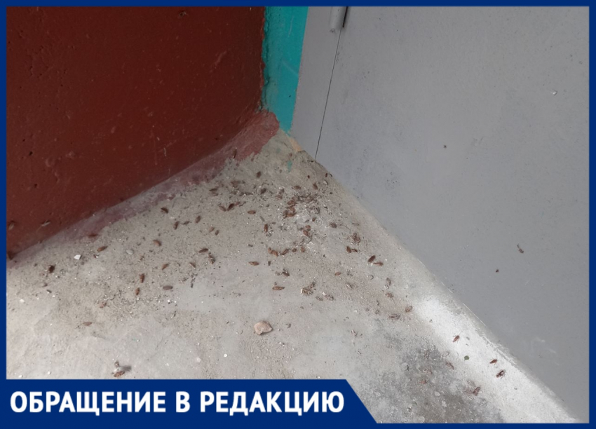 "Дождь» из тараканов стал нормой для жителей многоэтажки в Волгограде 