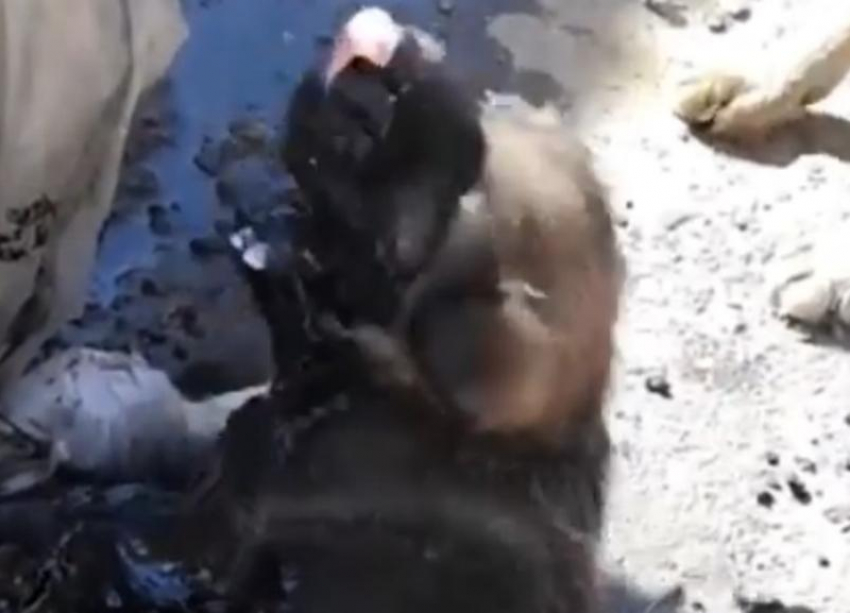 «Рот был наполнен смесью»: в Волгограде спасают жизнь крошечному щенку со стройки