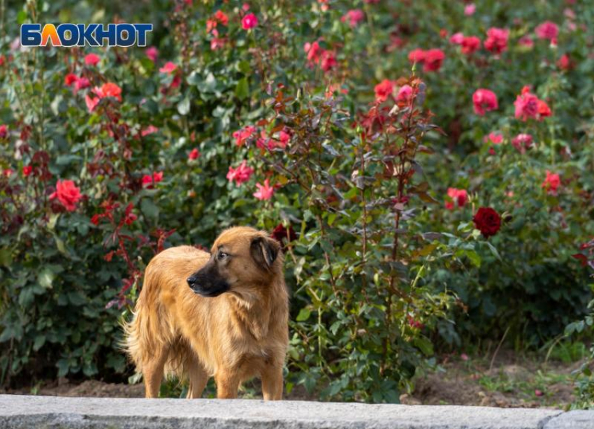 Сильное похолодание до +9 объявлено в Волгоградской области