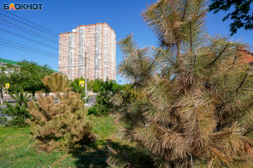 Солнечно, ветрено и без жары: синоптики о погоде в Волгограде на 2 июля