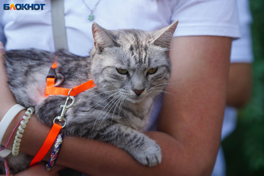 Бабье лето в Волгограде: 23 сентября синоптики обещают жару до +31 градуса