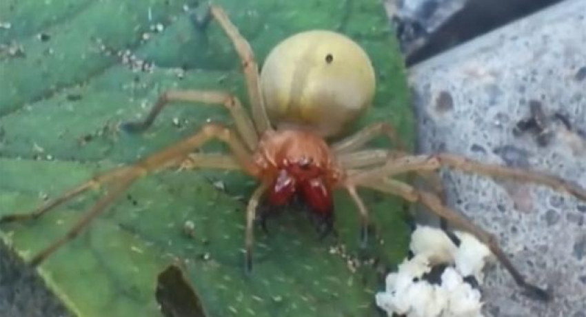 Ядовитые пауки покусали 27 человек в Волгоградской области
