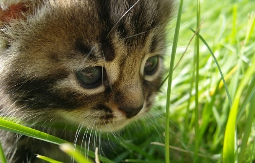 Расчленение котенка под Волгоградом сняли на видео и выложили в Сеть 