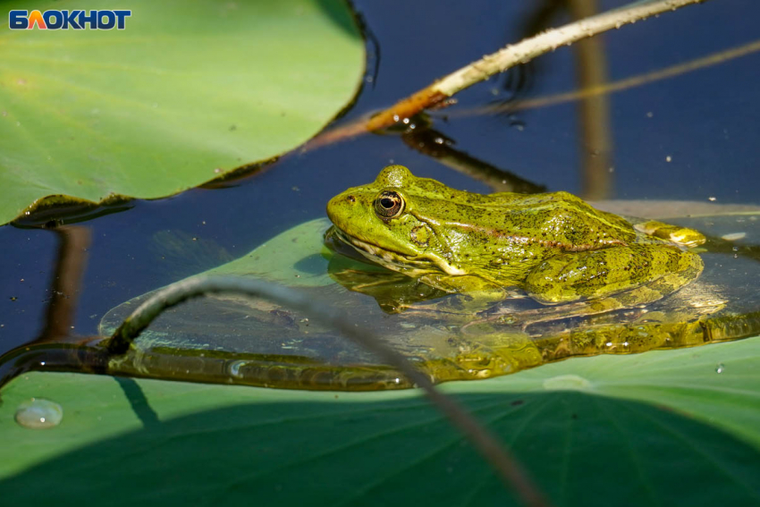 Погода в Волгограде 13 сентября: тепло до +22 градусов и без осадков
