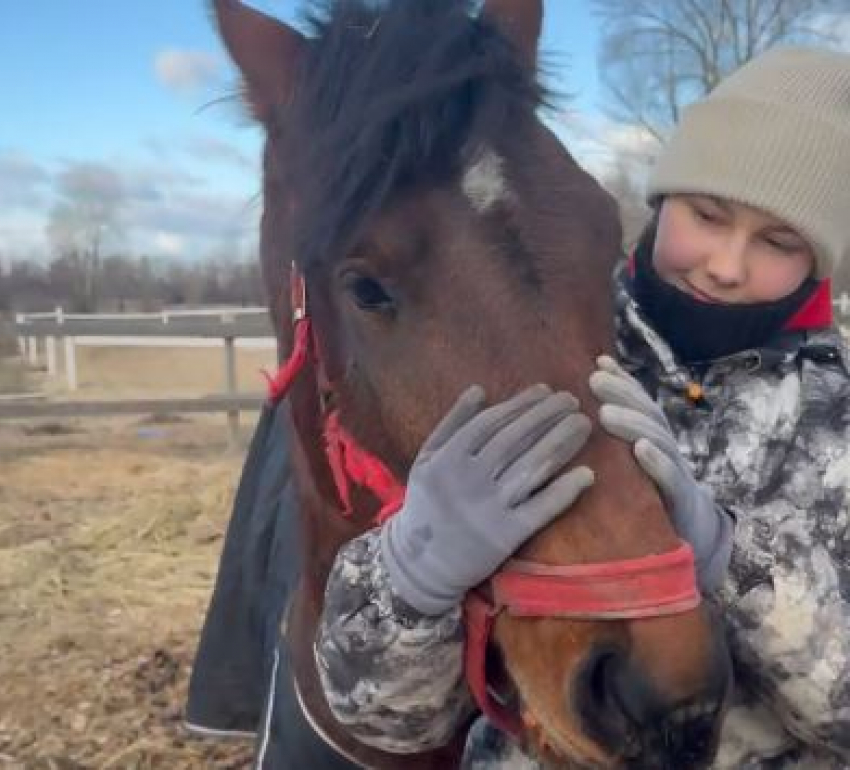 В приемную президента и главы СК написали сотрудники волгоградского конного клуба после нападения на питомцев с кислотой 