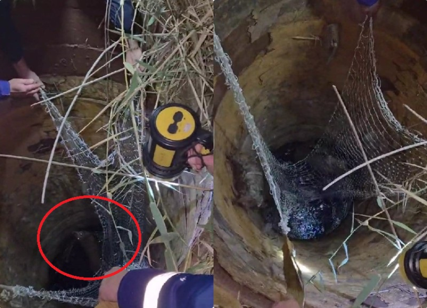 Ночное спасение собаки из глубокого коллектора в Волгограде попало на видео