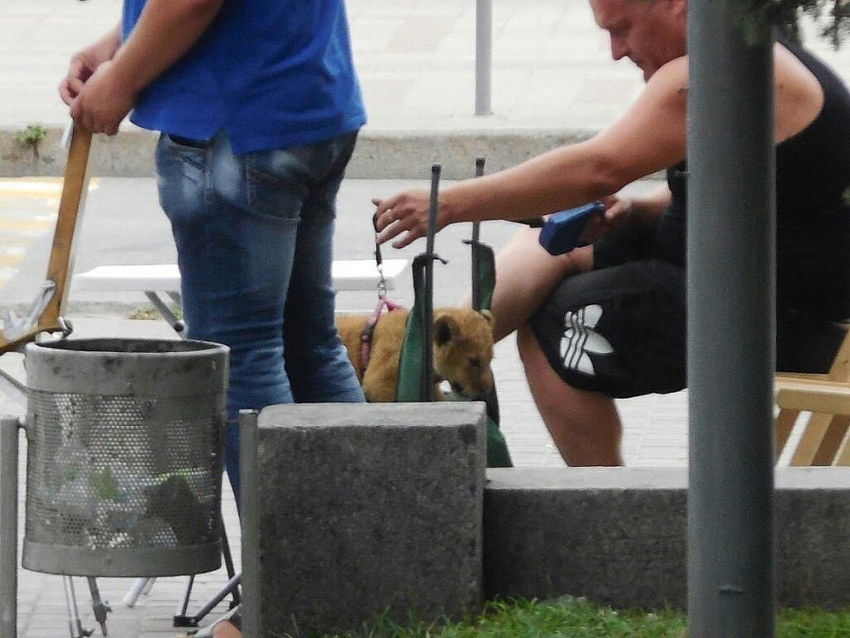 В центре Волгограда фотографы мучают львенка