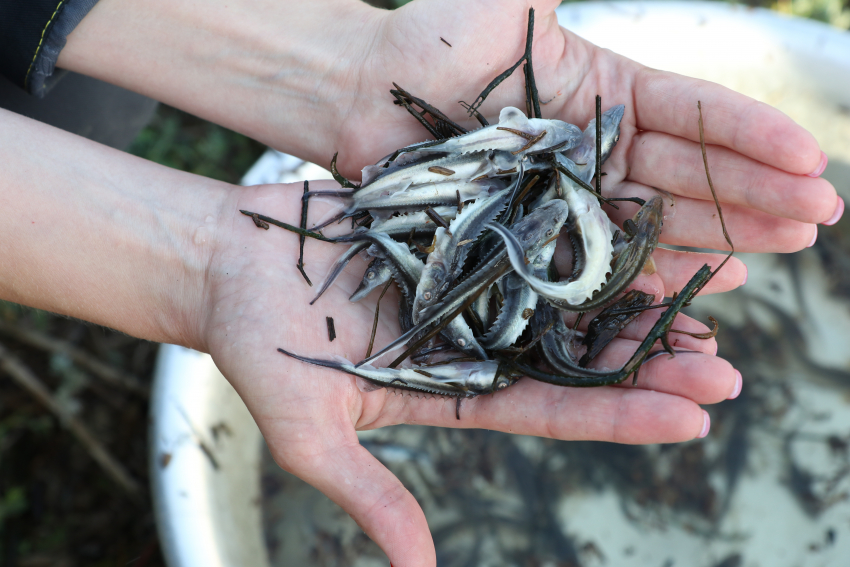 Волгоградский «КАУСТИК» отметил день рождения завода масштабной экологической акцией