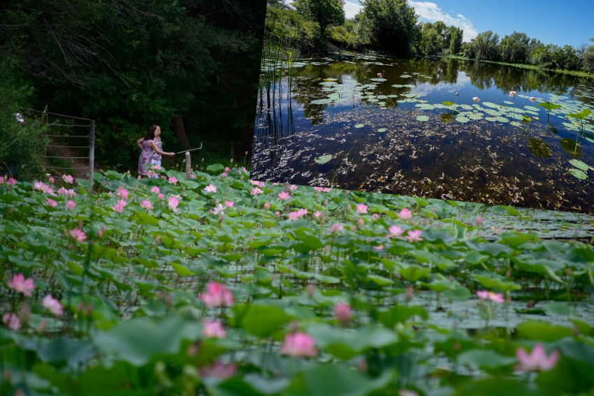 Когда под Волгоградом зацветут лотосы - увидим ли в 2023 году редкий цветок