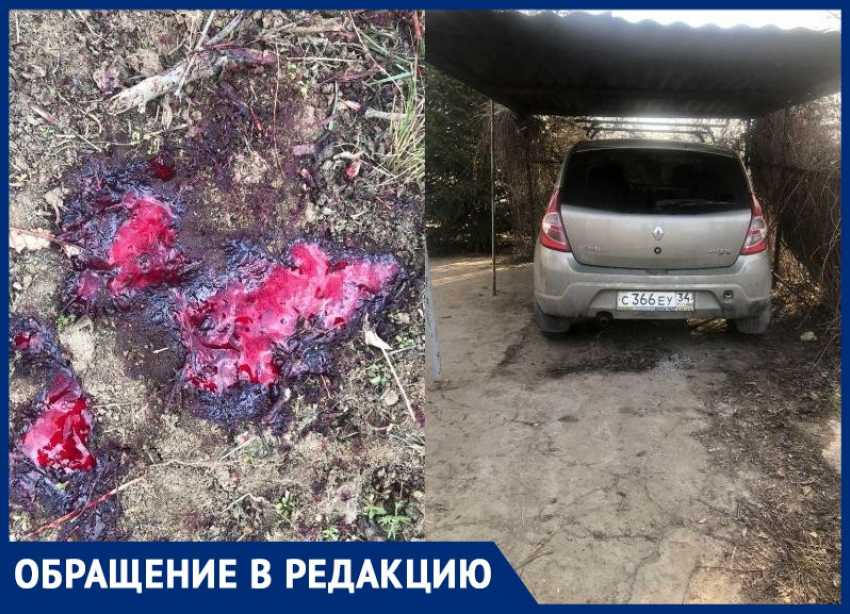 Расстрелявший два месяца назад собаку дачник в Волгоградской области возмущен бездействием в отношении бездомных животных