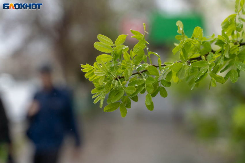 Угрозу краха урожая несут майские заморозки в Волгоградской области 