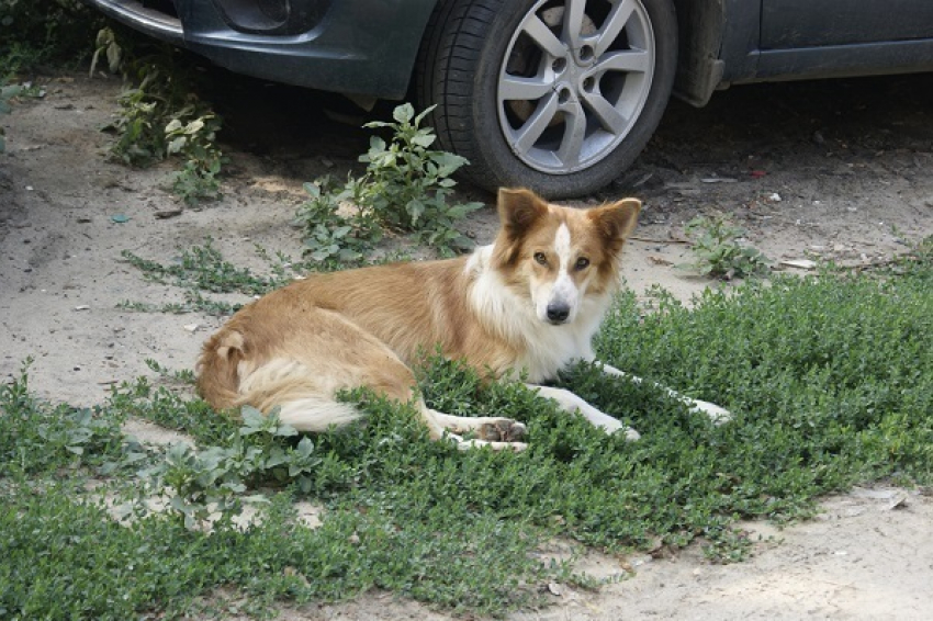 Битва соседей: убить или оставить охранниками личных авто 8 стерилизованных собак