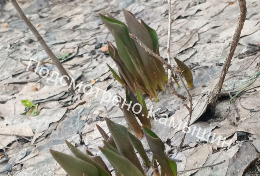 Просыпающиеся от зимы тюльпаны заметили под Волгоградом