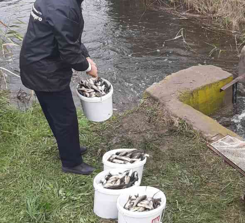 В Цимлянское водохранилище в Волгоградской области выпустили 3,5 млн мальков амура и толстолобика