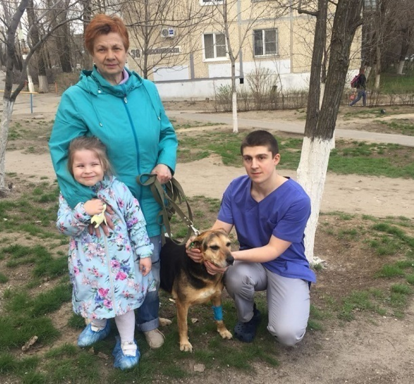 Впервые вместо усыпления в Волгограде чипировали бездомную собаку