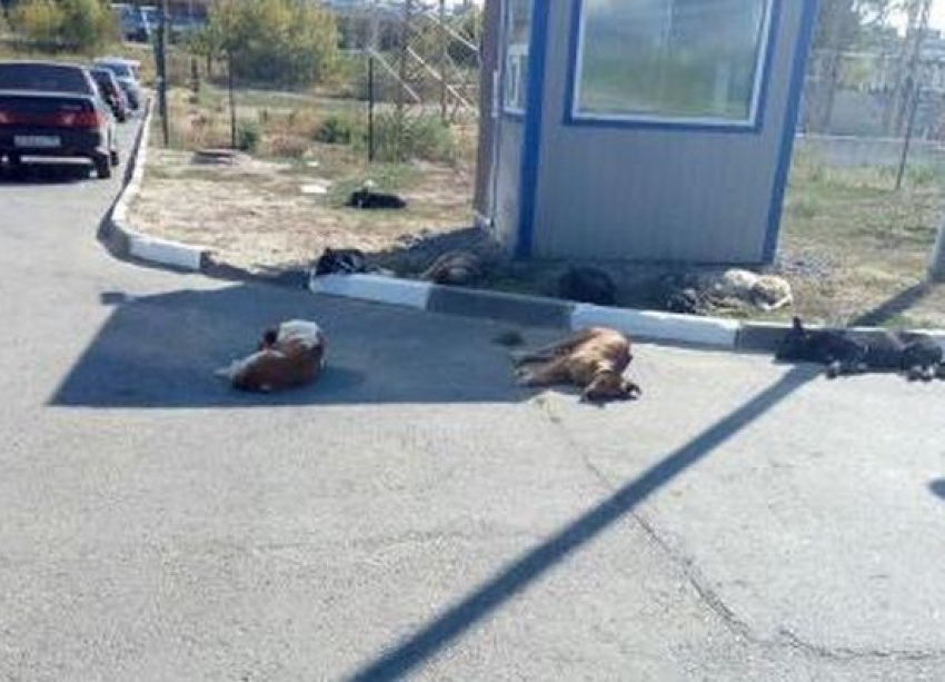 Стая собак кошмарит жителей элитного ЖК в Волгограде с «однушками» за 4 млн рублей