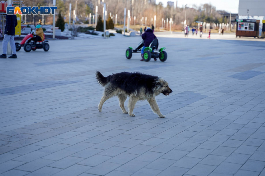 Покусанная бойцовской собакой жительница Волгоградской области отсудила моральный ущерб