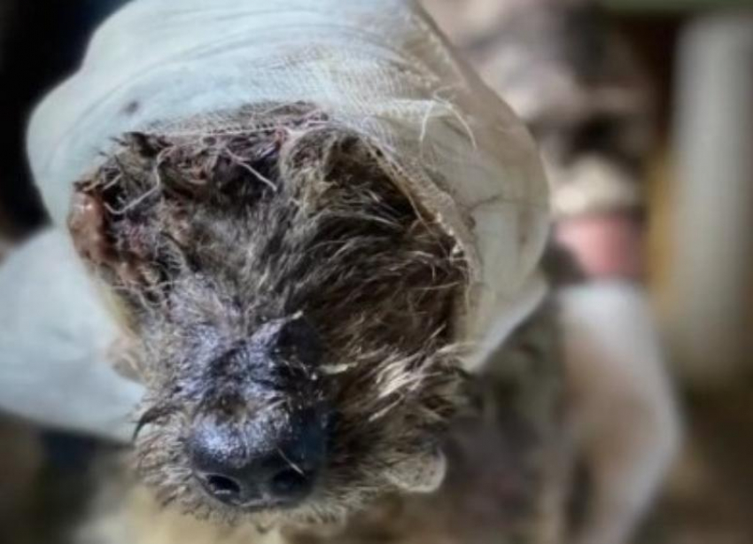 Нет ушей, скальп снят: в Волгограде спасают пса из гаражного кооператива