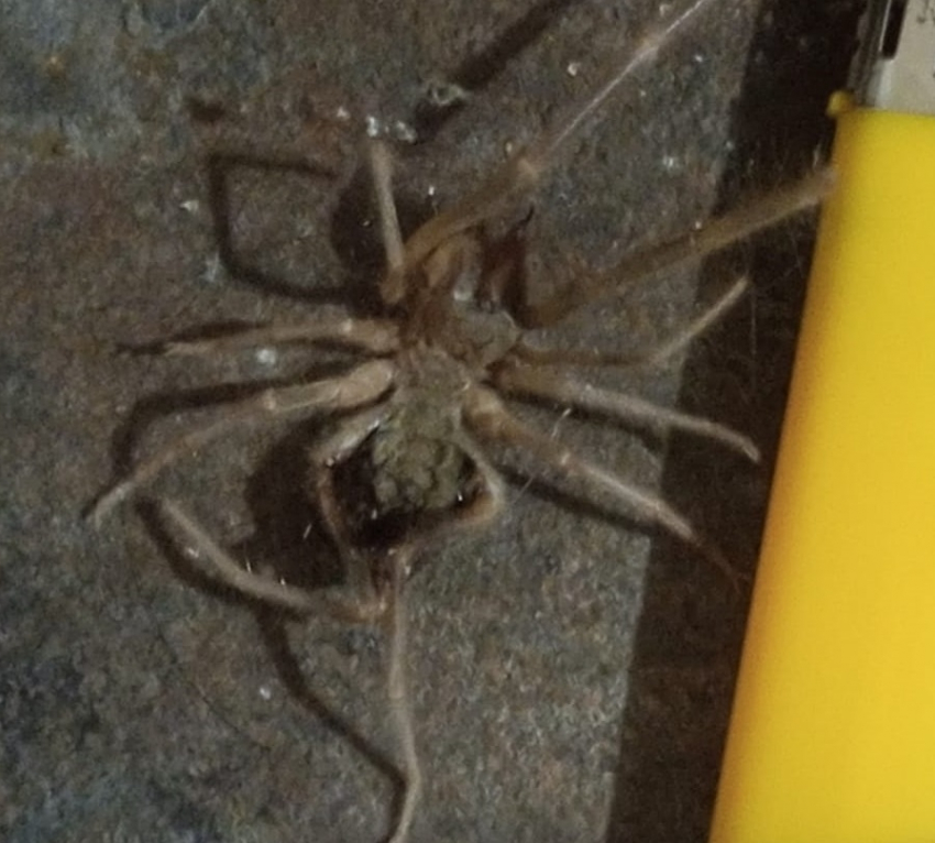 Хищный паук с трупным ядом замечен в Волгоградской области