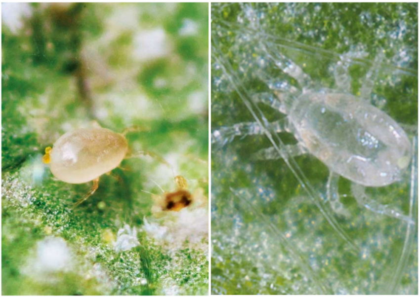 Названы новые подробности масштабного инвестпроекта на юге Волгограда