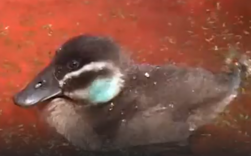 Краснокнижная птица выбрала для жизни техногенные пруды Волгограда