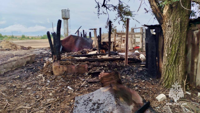 Телята сгорели заживо в полыхающем сарае под Волгоградом 