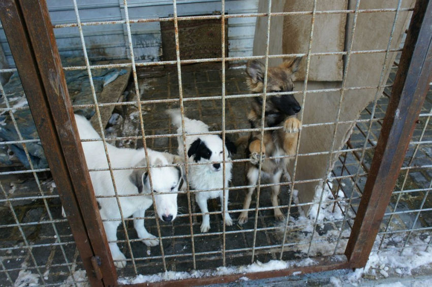 В Волгоградском приюте «Дино» без света и тепла замерзают 150 животных 