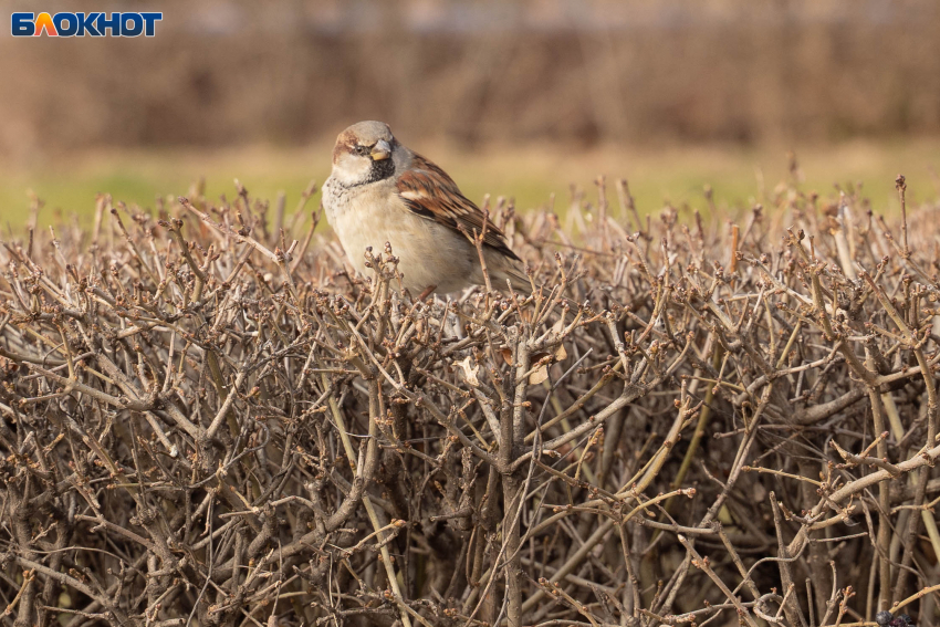 Похолодание до +9 ждет волгоградцев в воскресенье 