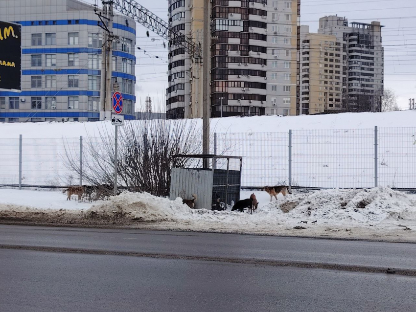 Стая голодных собак держит в страхе центр Волгограда