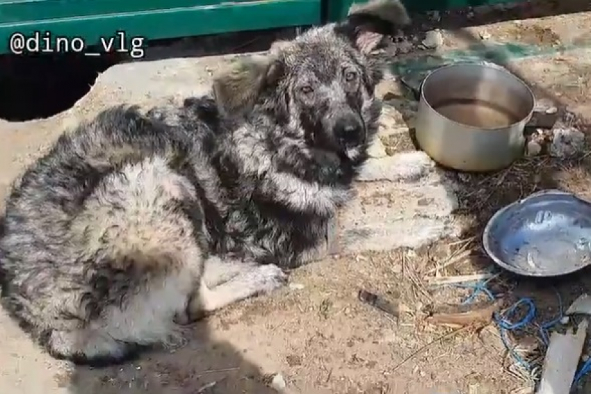 «Привязала больную собаку и ушла»: волонтеры показали как выглядит доброта по-волгоградски