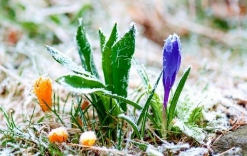 Экстренное предупреждение: в Волгоградской области ожидаются заморозки