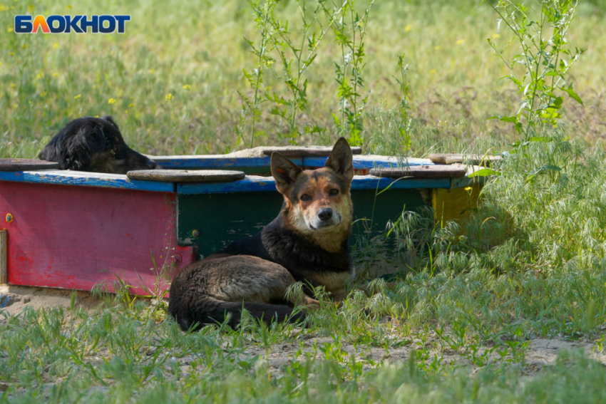 Бегающие по Жилгородку волгоградские собаки привлекли внимание Бастрыкина 