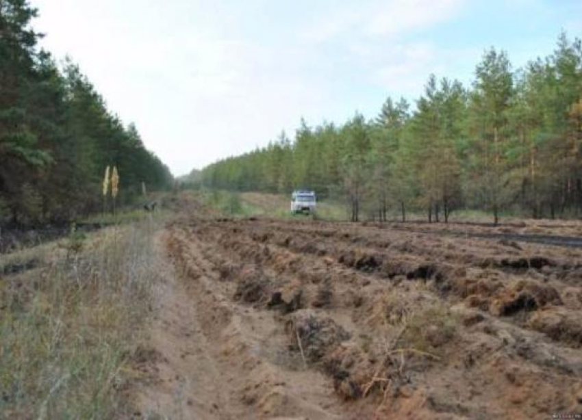 Леса Волгограда защищают от пожаров патрулированием